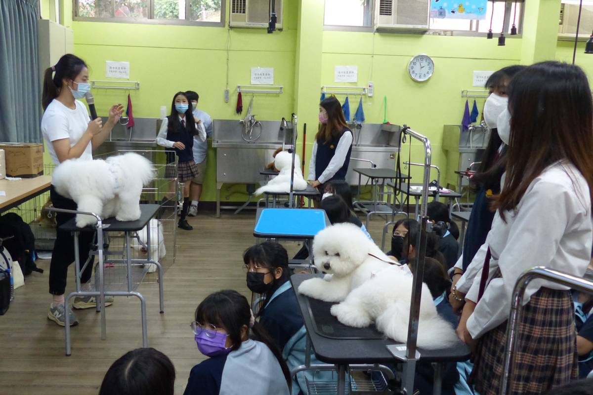 寵物經營科學生仔細聆聽老師講解如何進行寵物美容