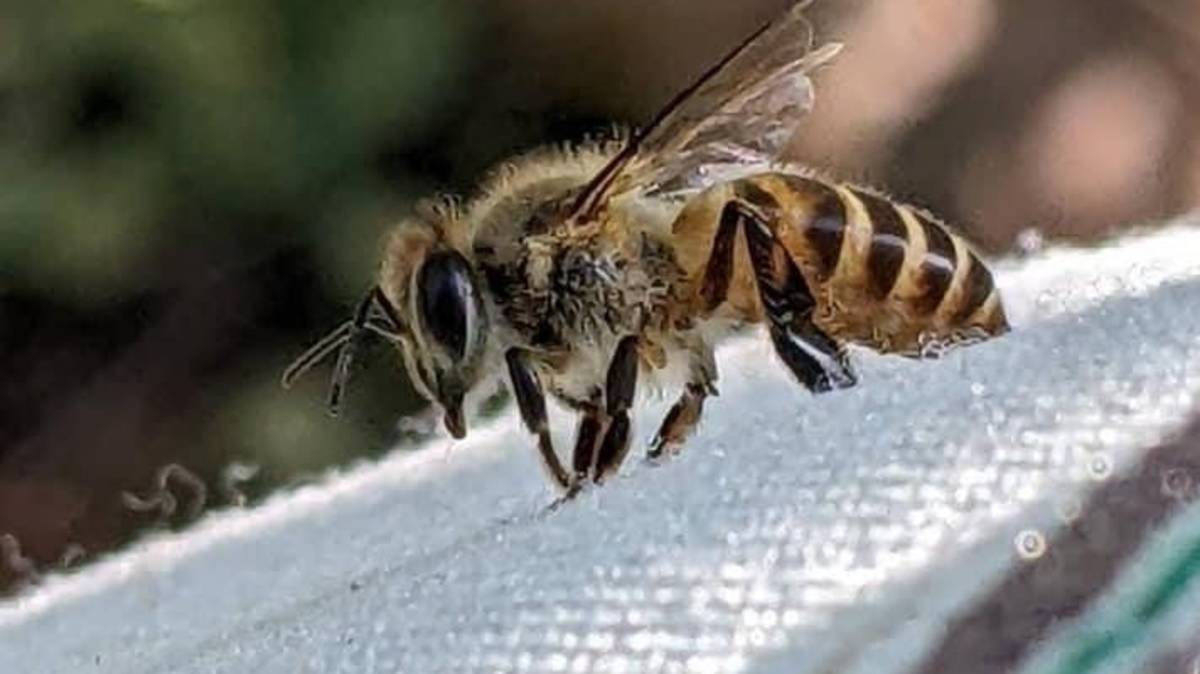 好蟲小農社-停在手上的蜜蜂