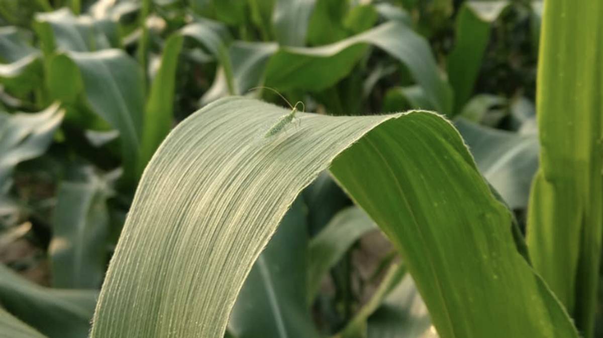 好蟲小農社-停留在玉米葉上的草蛉