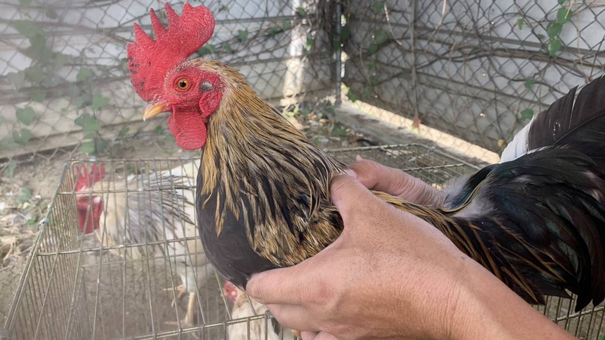 阿中生態農場-阿中養的宮廷雞