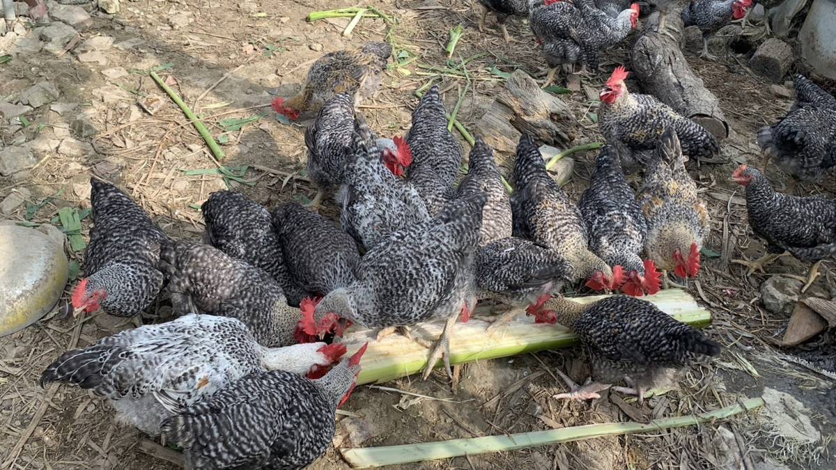 利多家健康無毒農場-雞場的雞在吃點心(香蕉的莖)