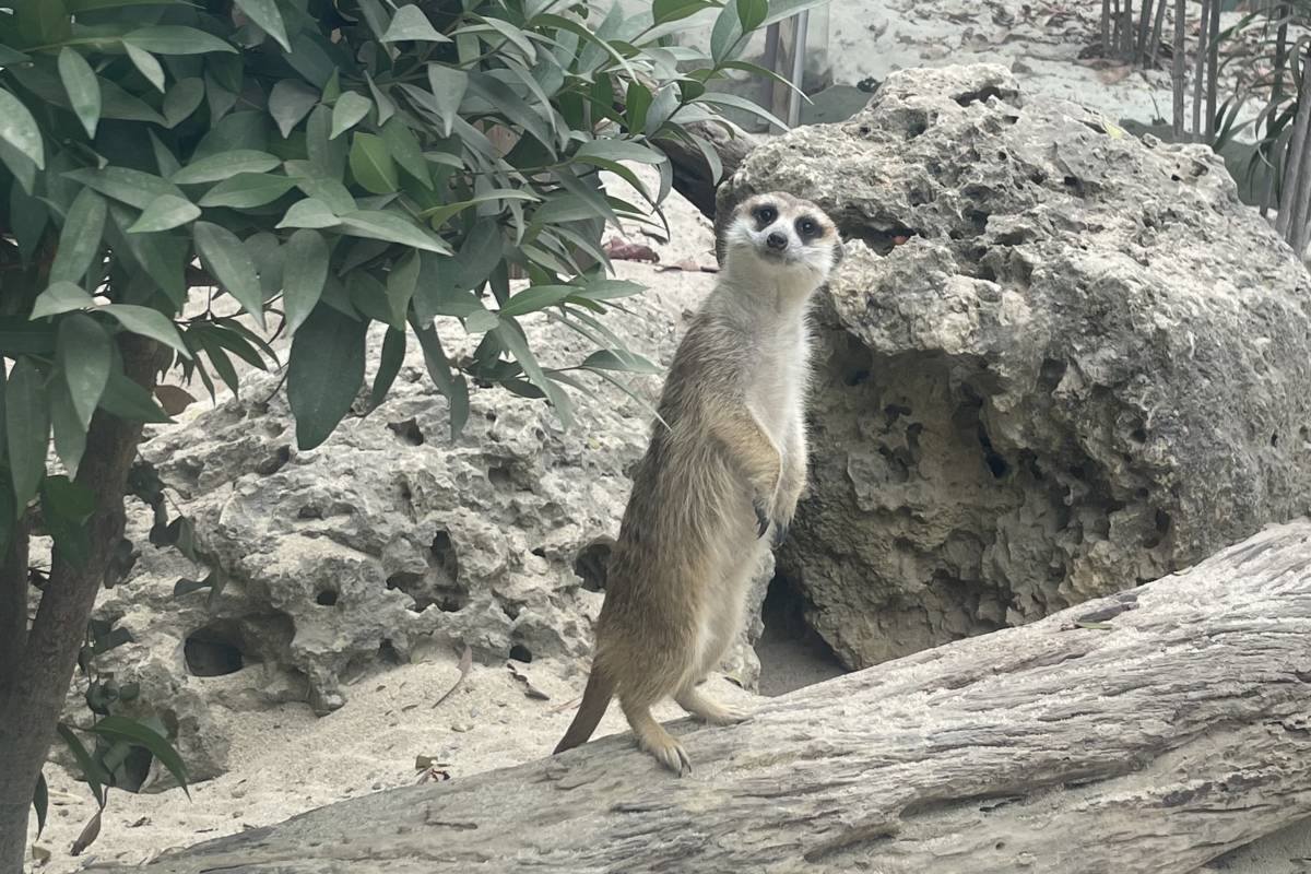 高雄市壽山動物園開放試營運