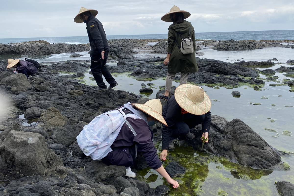 慈科學生採集滸苔