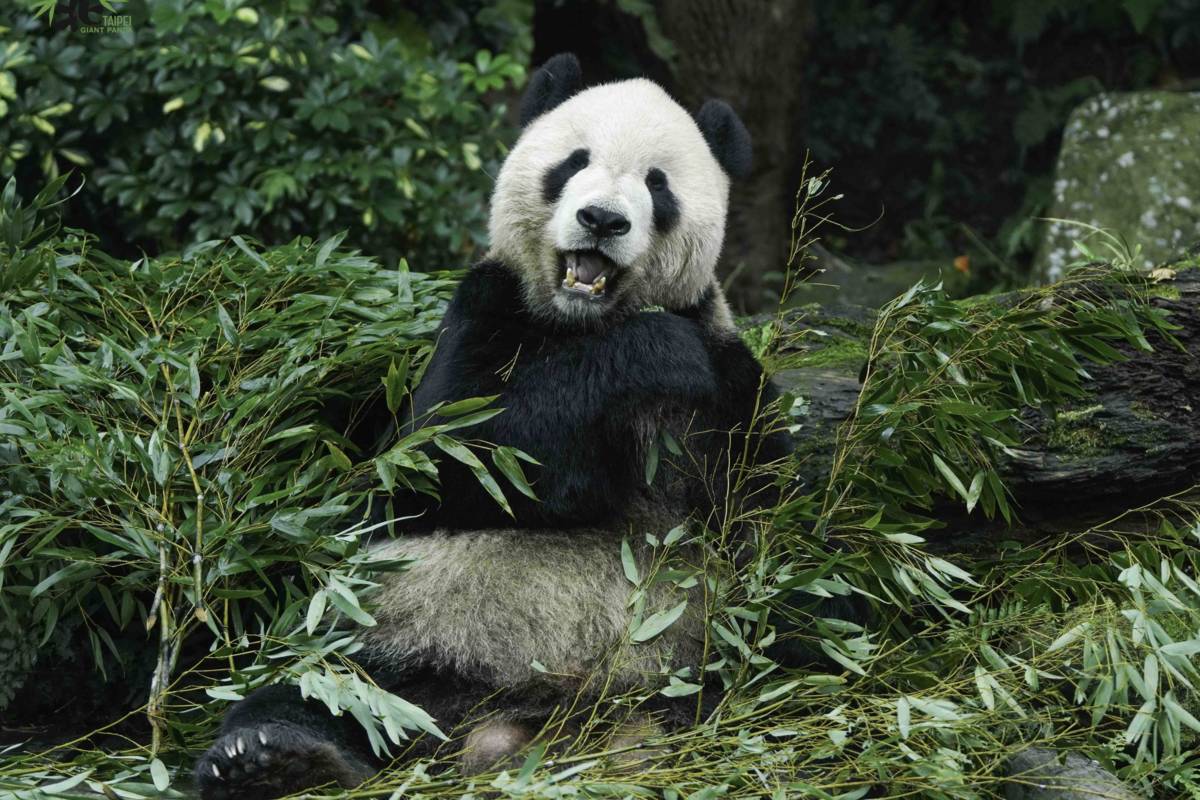 大貓熊團團在臺北市立動物園生活了14年，深受大小朋友的喜愛