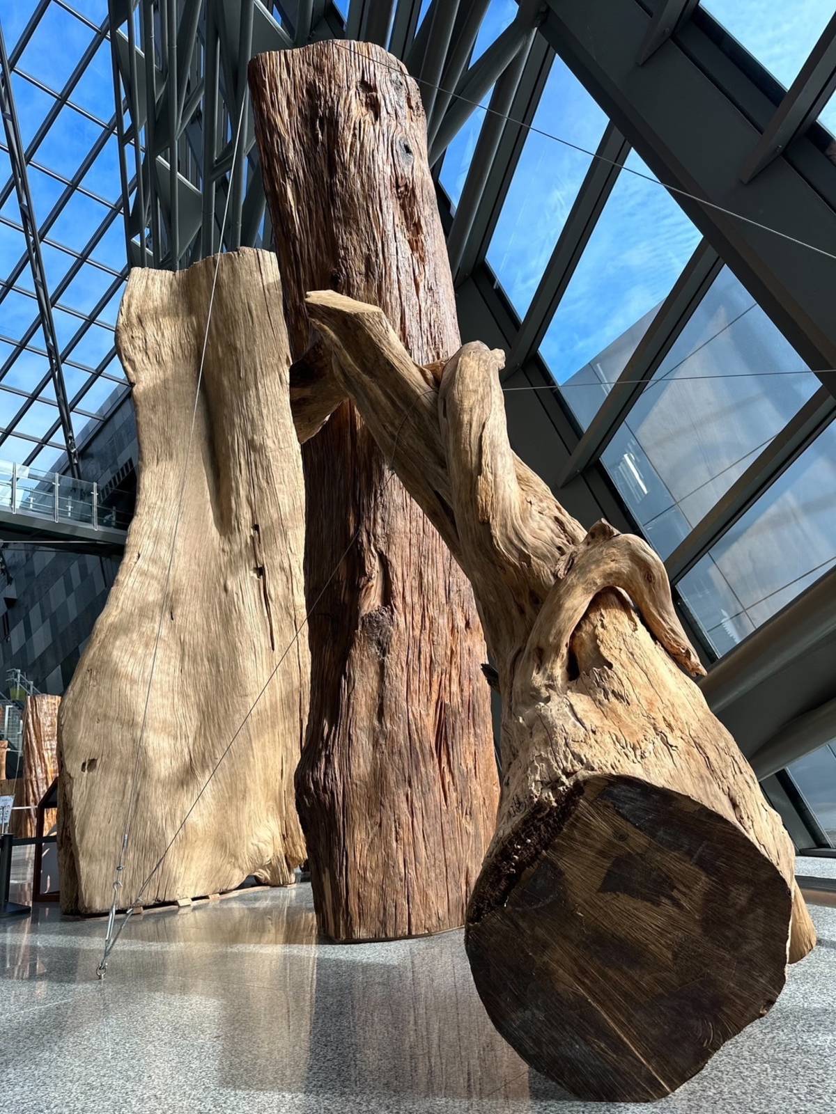 巨木聳立於蘭陽博物館遊客大廳，激發參觀民眾的好奇。