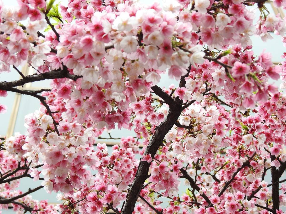 每年1月下旬至3月辛亥國小的富士櫻滿開
