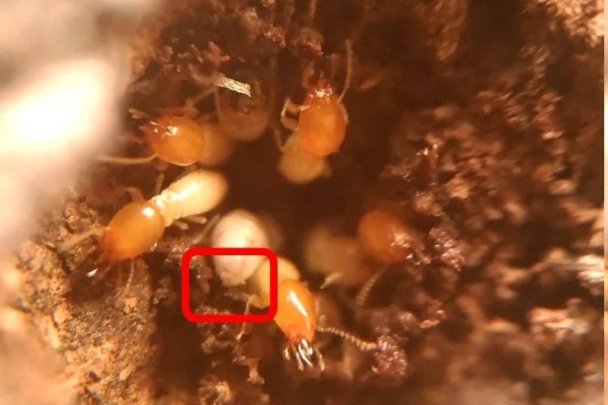 白蟻使用糞便作建材示意圖