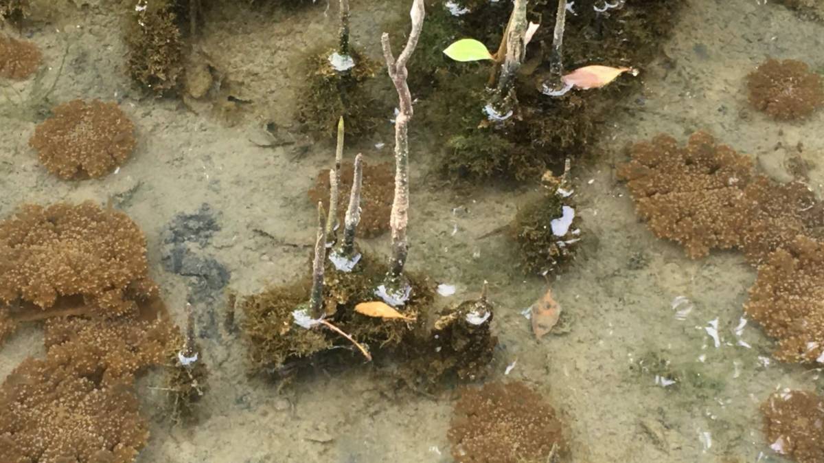 倒立水母