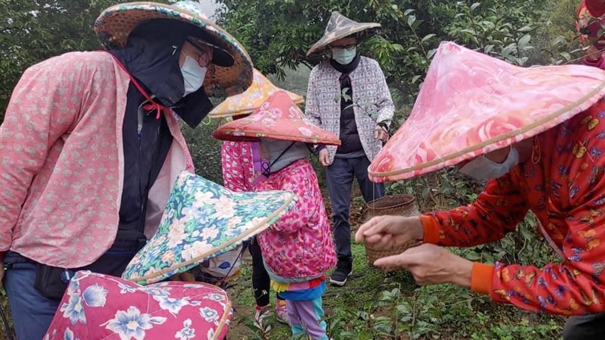 李光曜推動鹿谷茶間小旅行讓遊客體驗採茶(圖片來源：初鄉茶間粉絲團)