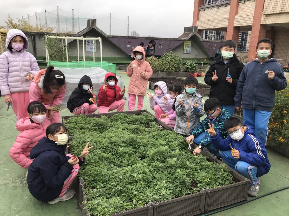 學生到日光農場摘艾草