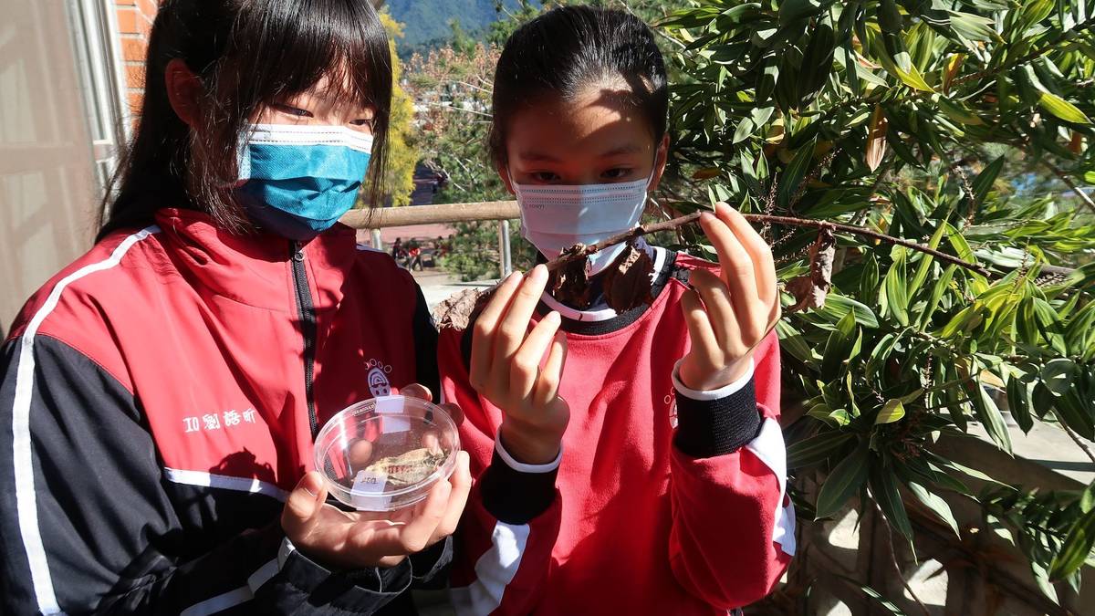 林芊融和劉語昕對校園中掛在樹枝上的避債蛾很有興趣