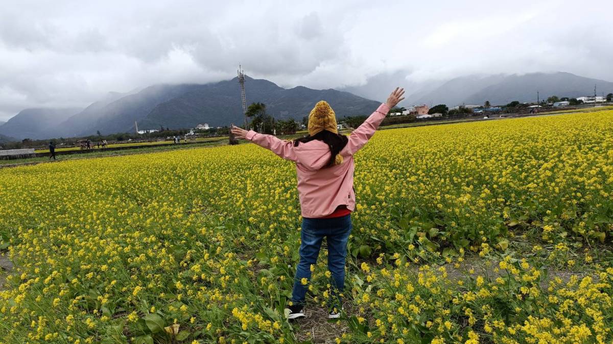 台東花東縱谷油菜花