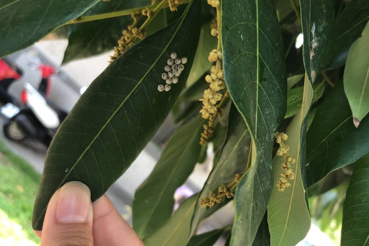 花蓮縣政府呼籲把握防治荔枝椿象時機  