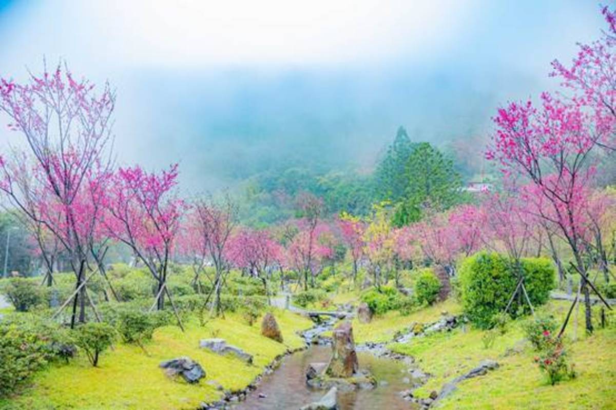2023陽明山花季花況照片