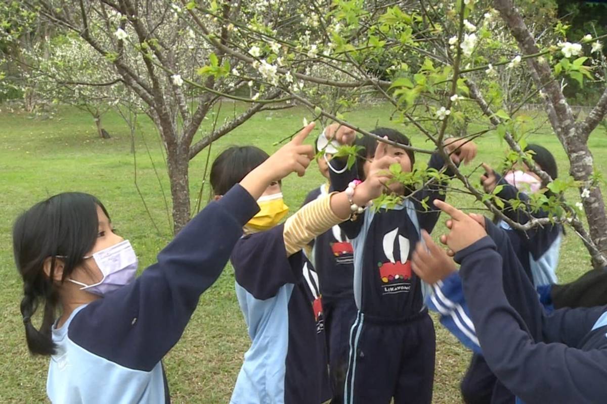 利嘉國小梅園在春節期間梅花盛開，吸引許多遊客賞梅，花期通常在1月結束，師生卻在開學後發現梅花再度盛開。