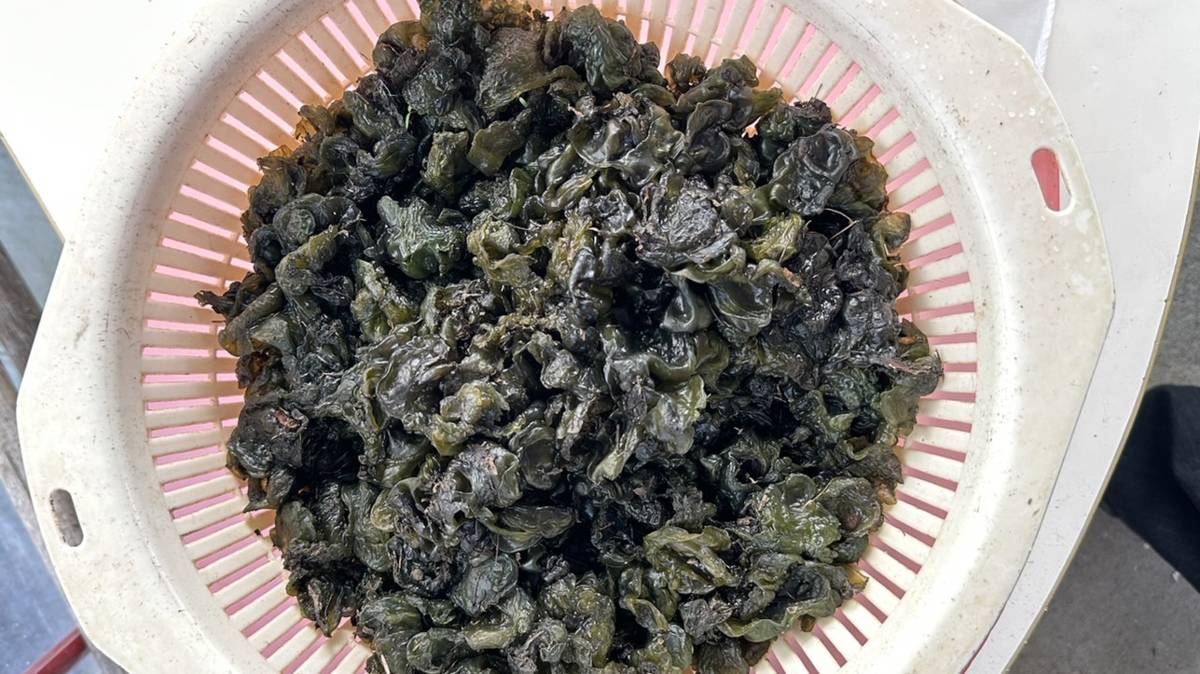 小聿在節目中分享的 雨來菇