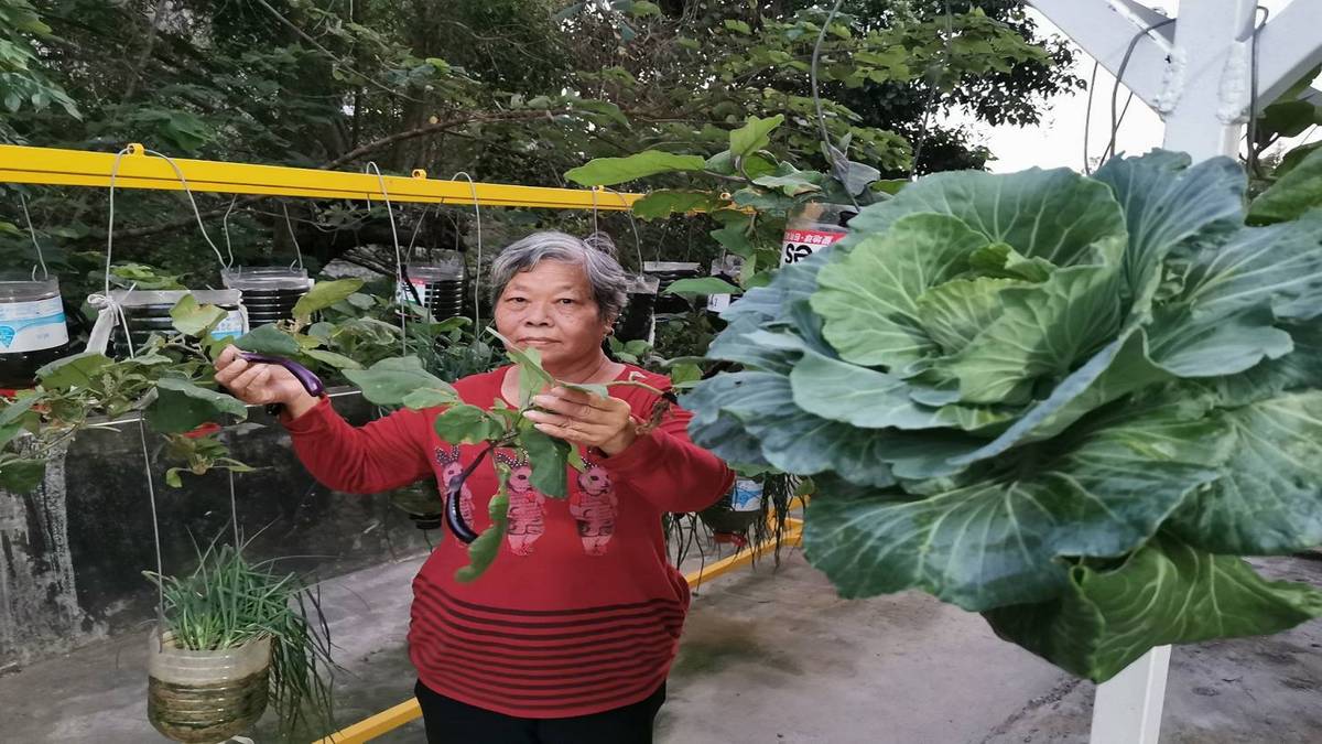 高麗菜種得又大又好