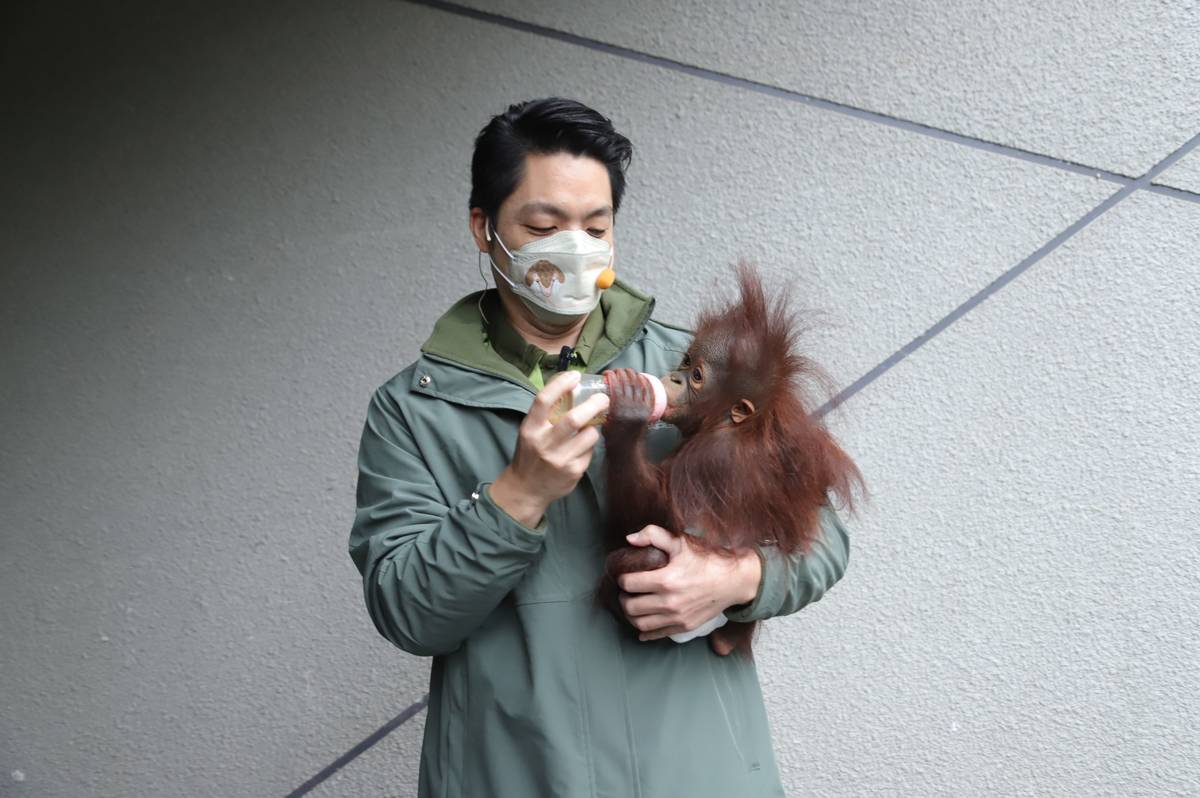 蔣萬安市長到臺北市立動物園，充當一日保育員