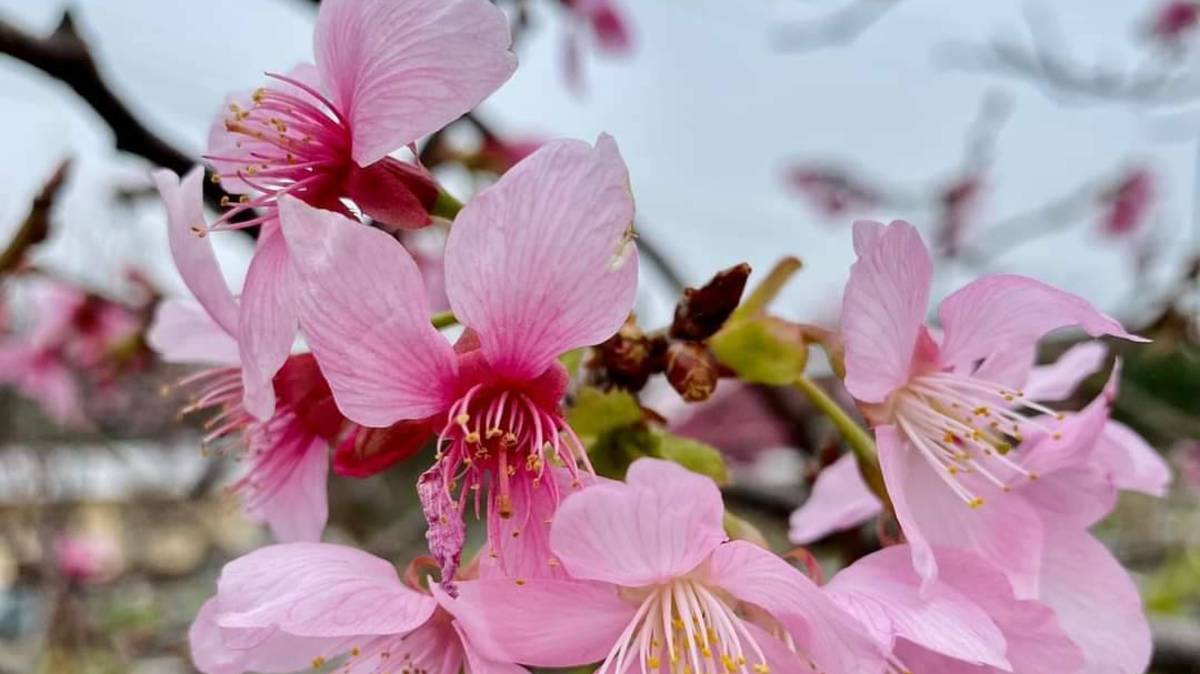 櫻花盛開(陳志凌拍攝)