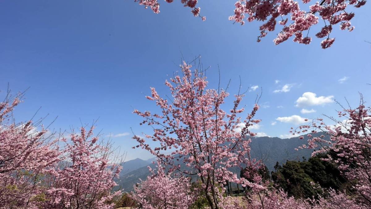 櫻花盛開