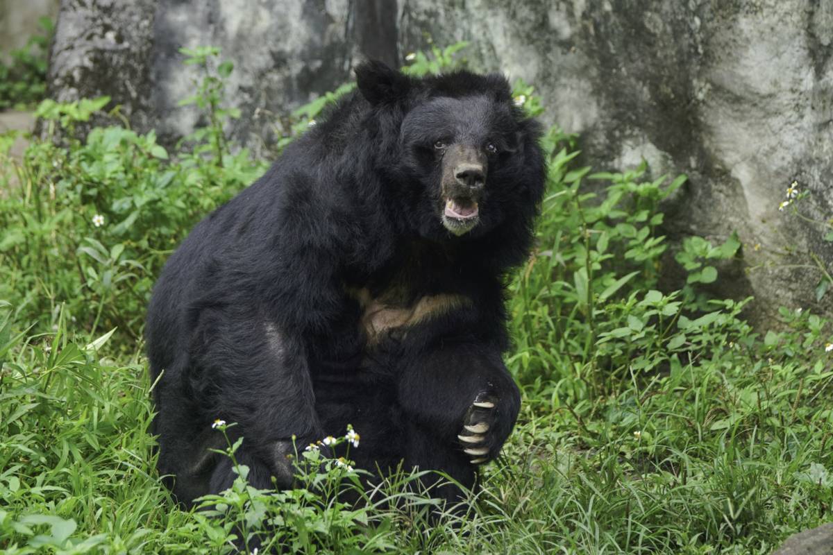 北市動物園響應「世界野生動植物日」，致敬野生動植物保育夥伴（照片提供:臺北市立動物園）