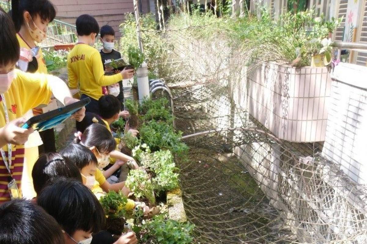 學生們利用平板記錄仙草生長情形