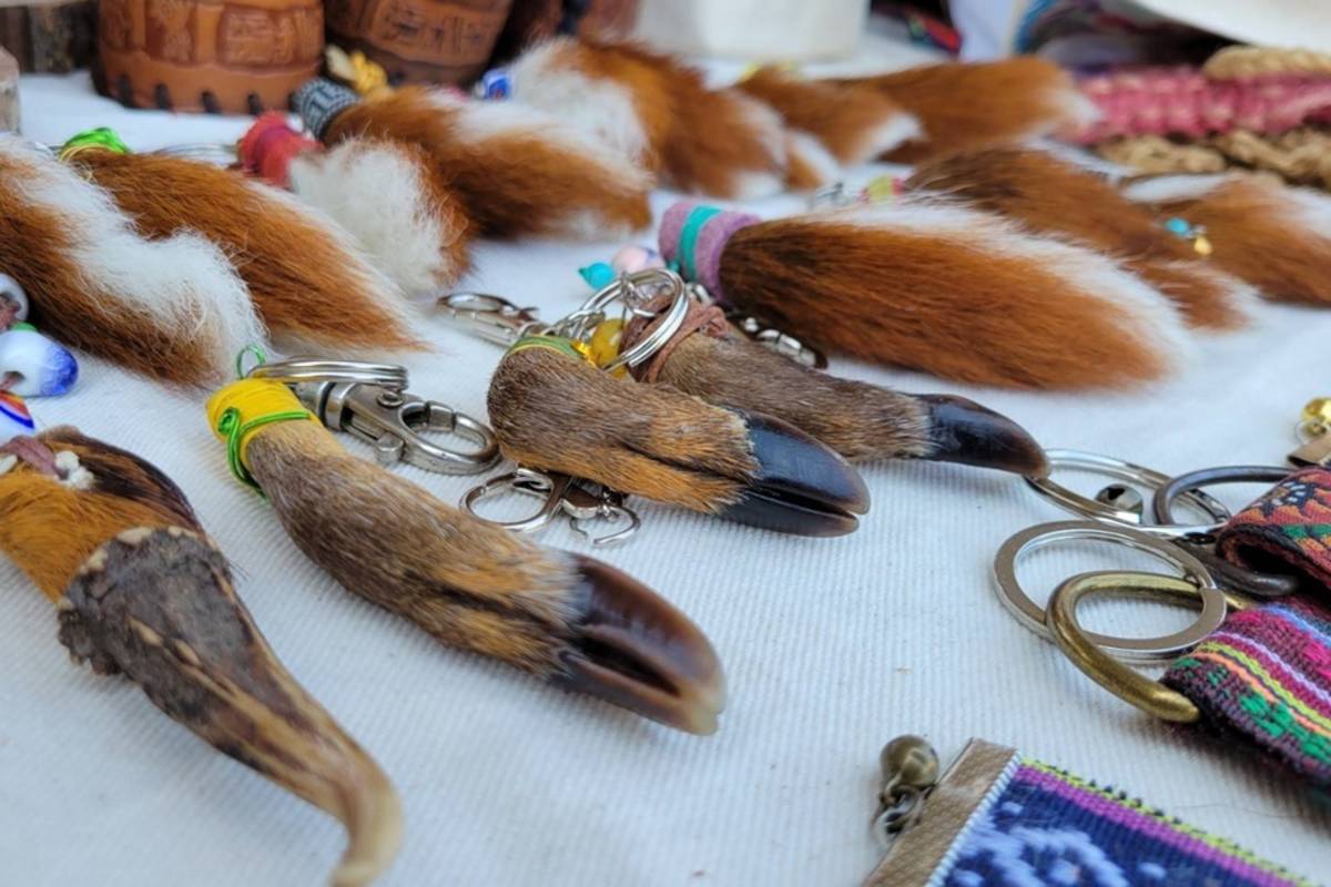 皮雕藝術家張瑪莉發揮創意，經過防腐等多重加工，將山羌的角、尾巴製成精美吊飾、鑰匙圈，成為臺東限定版紀念品。