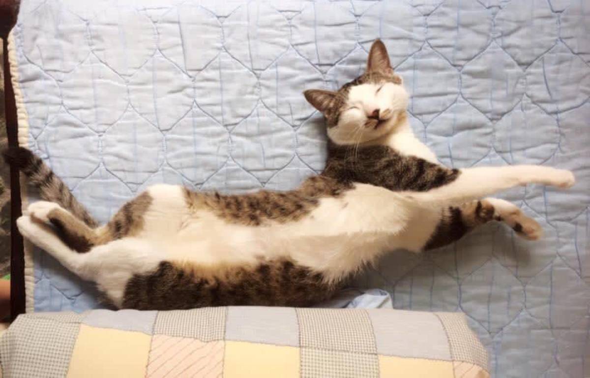 福福