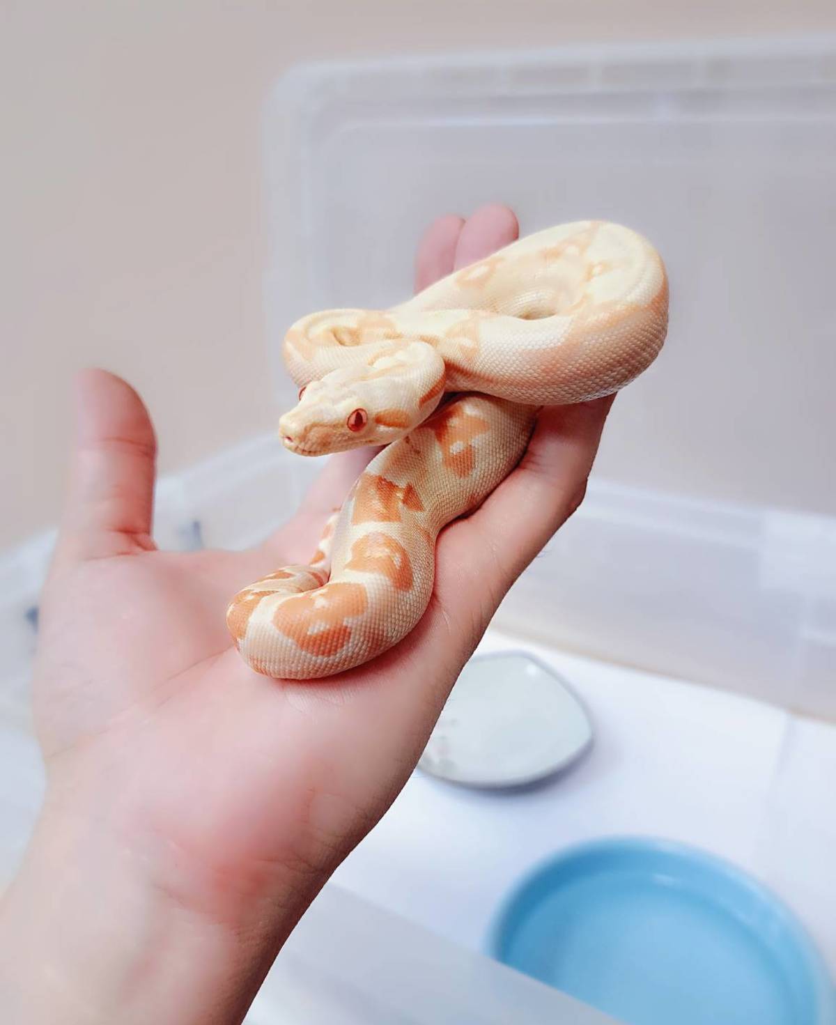 瑣瑣