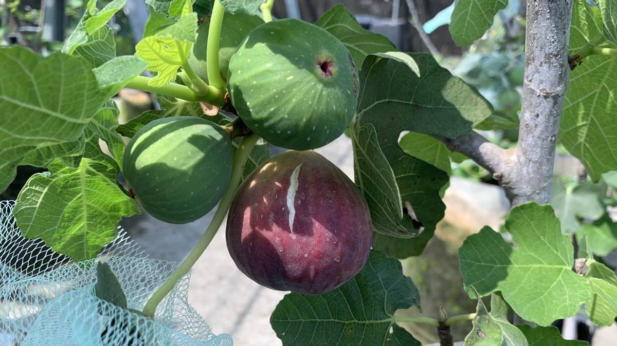食在幸福的樂園-空中農場的無花果已成熟