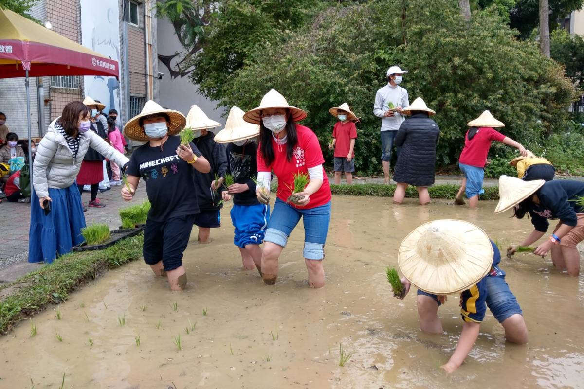 北市螢橋國小師生下田體驗插秧