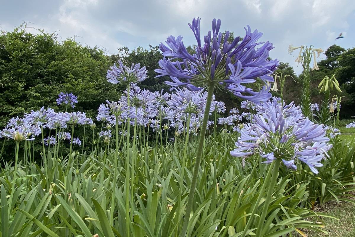 有愛情花之稱的「百子蓮」，每年5月於內雙溪自然中心綻放
