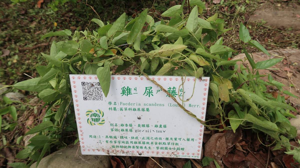 客家民俗植物園植物都有名牌，名牌上有QR code 帶你認識植物特性