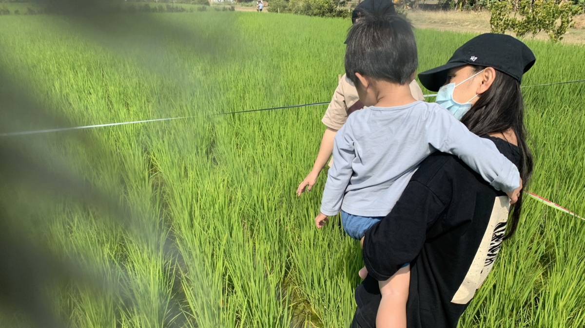 把自己吃的米,種回來(5-3)媽媽抱著孩子到田裡