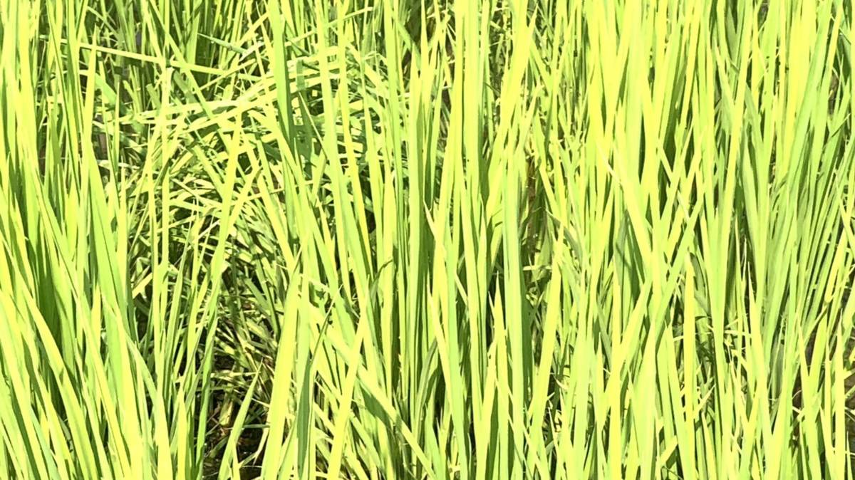 把自己吃的米,種回來(5-3)稻田裡有鳥巢