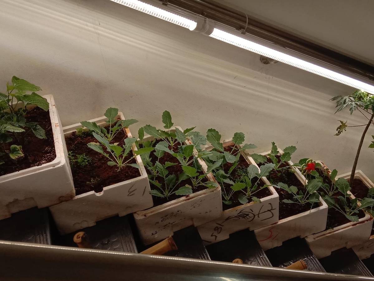 入美術館之前種在樓梯間的越南植物