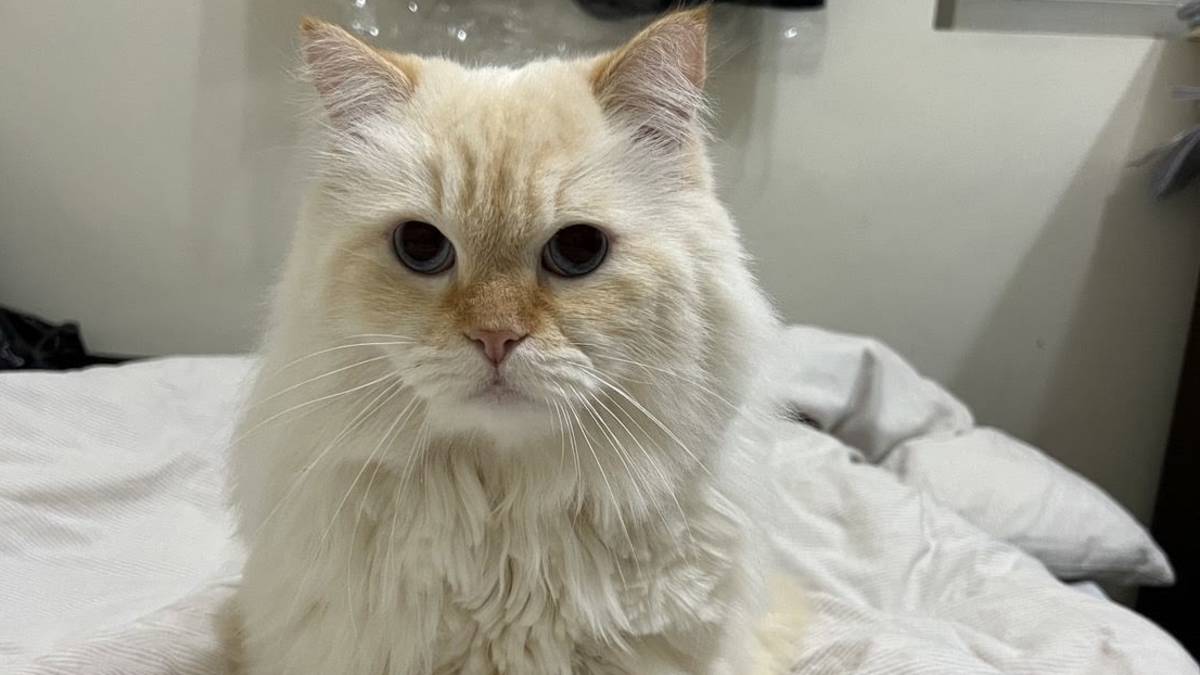 羿旻飼養的喜馬拉雅貓 咪咪