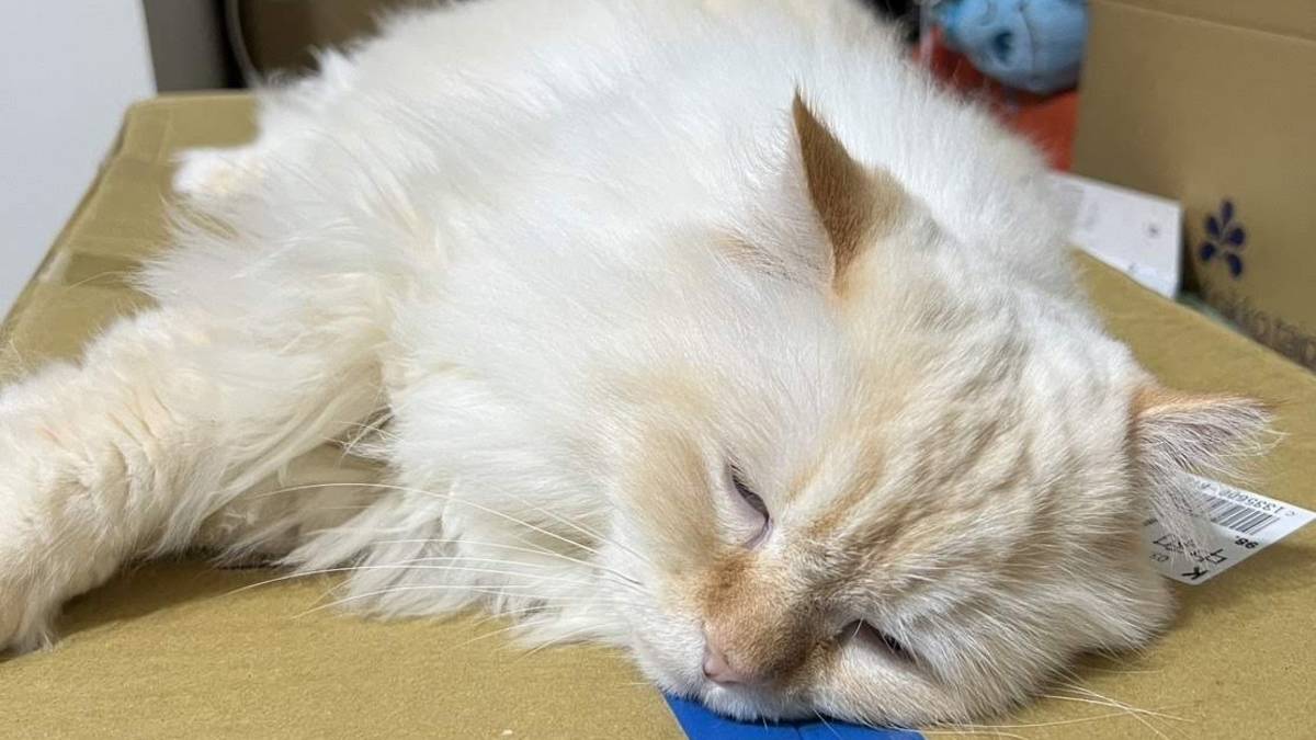 羿旻飼養的喜馬拉雅貓 咪咪