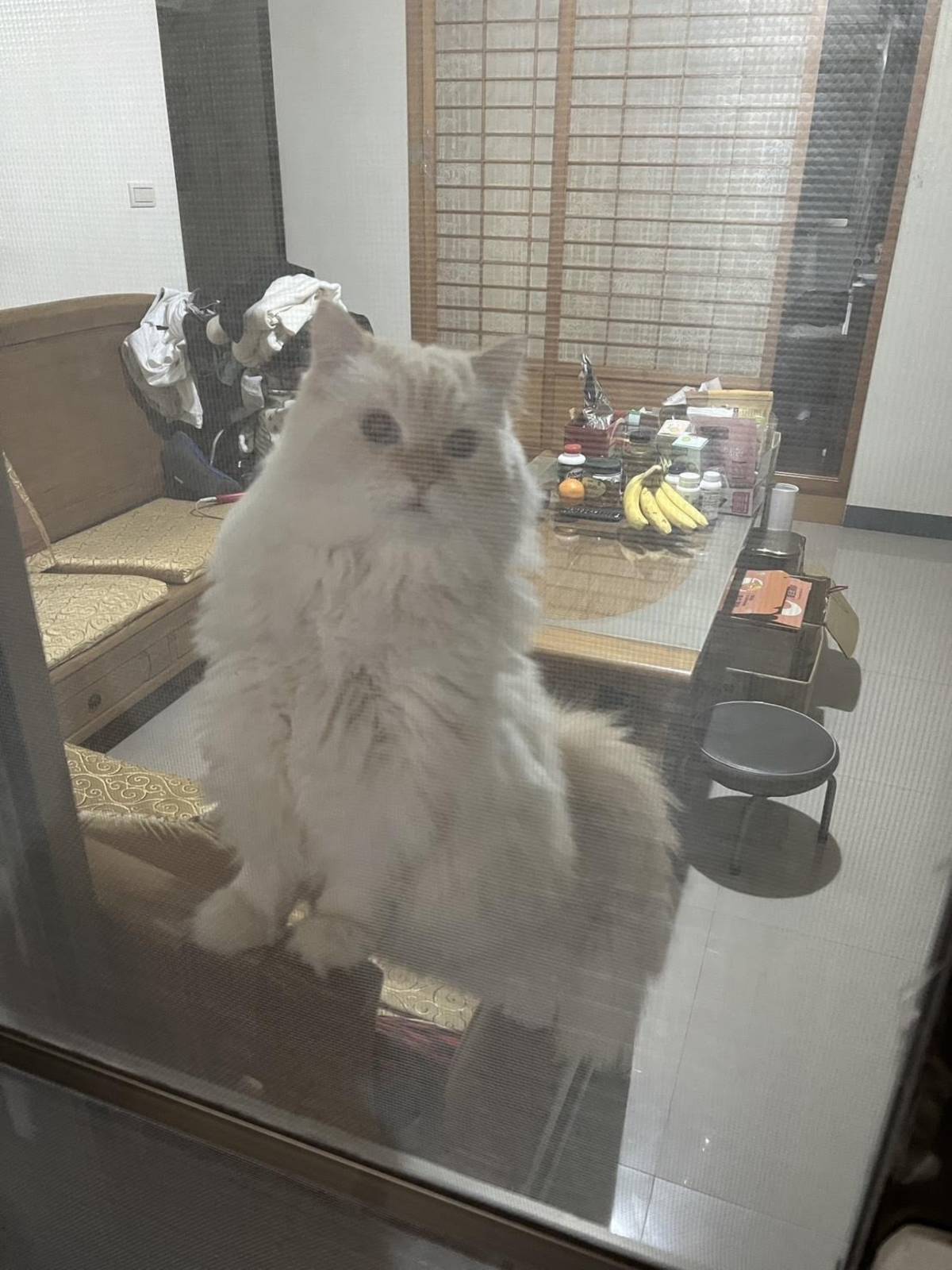 試圖越獄