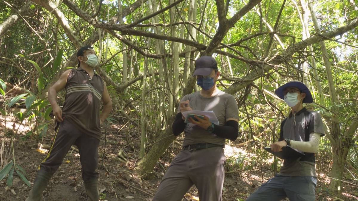 臺灣山林復育協會（照片由臺灣山林富裕協會提供）