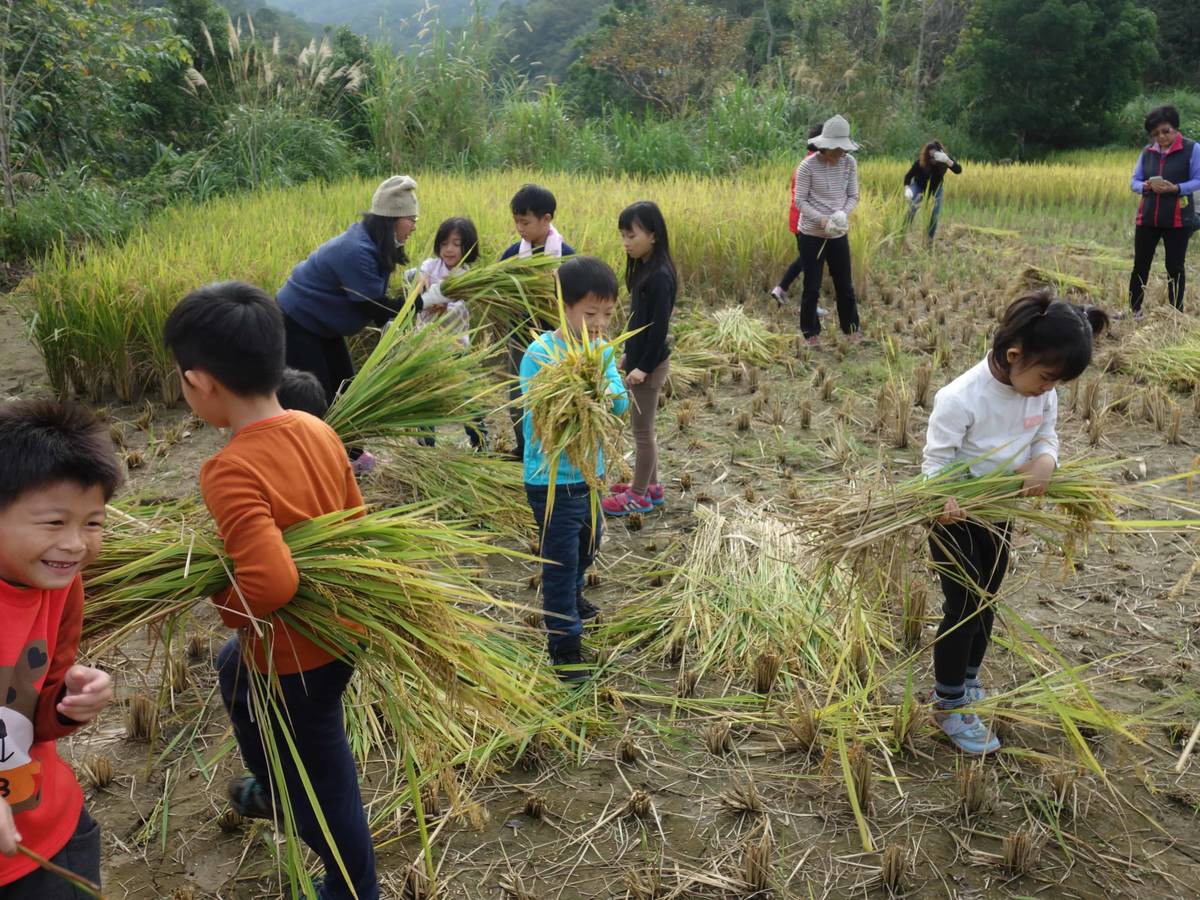 苗栗縣南河國小「冬季環境」食農課程-稻米收割