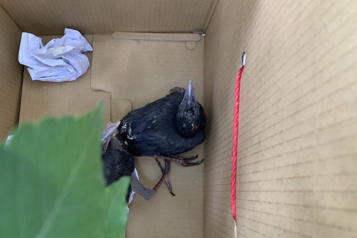 動保處幫助學飛的臺灣藍鵲幼鳥回到大自然的家