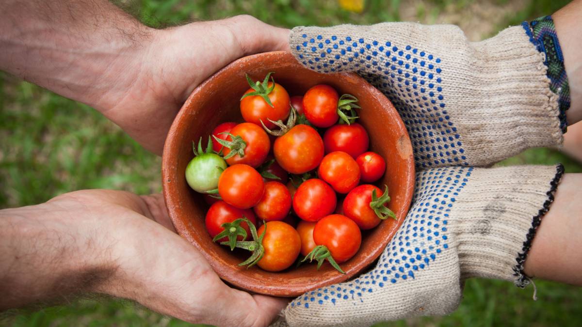 食農教育萬花筒10：日本食育推動的借鏡