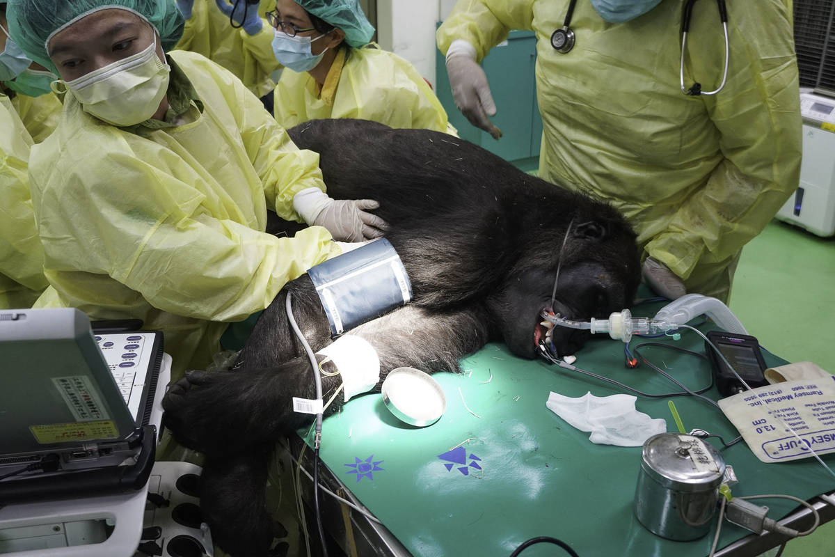 新加入動物園的每隻個體，在完成檢疫前，都會進行一次完整的健康檢查(圖片提供:北市動物園)