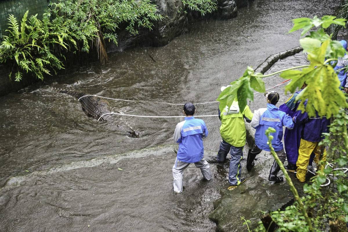 動物園獸醫師和保育員幫鱷魚搬家驚險萬分(圖片提供:北市動物園)