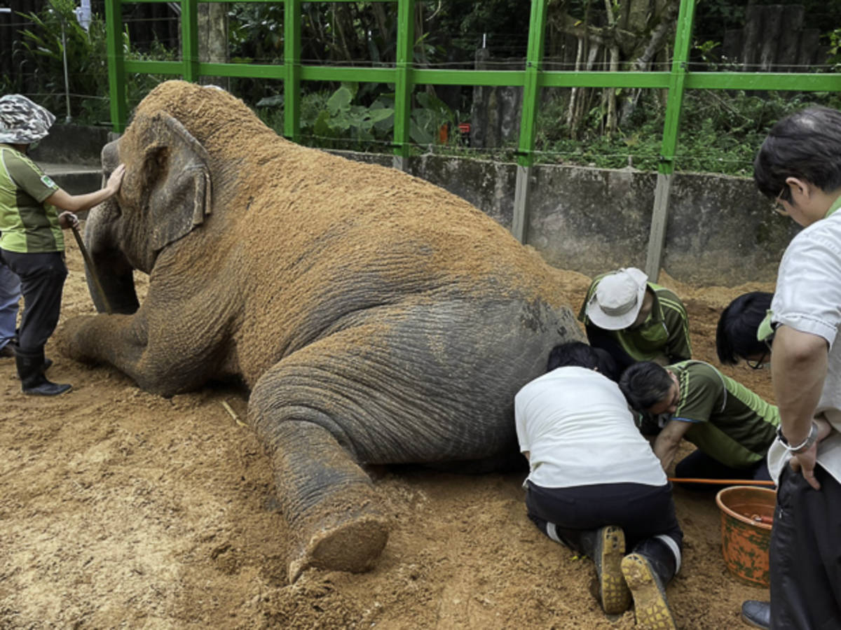 獸醫師在大象鎮靜、或保定的情形下徒手深入大象的肛門內進行藥物治療(圖片提供:北市動物園)