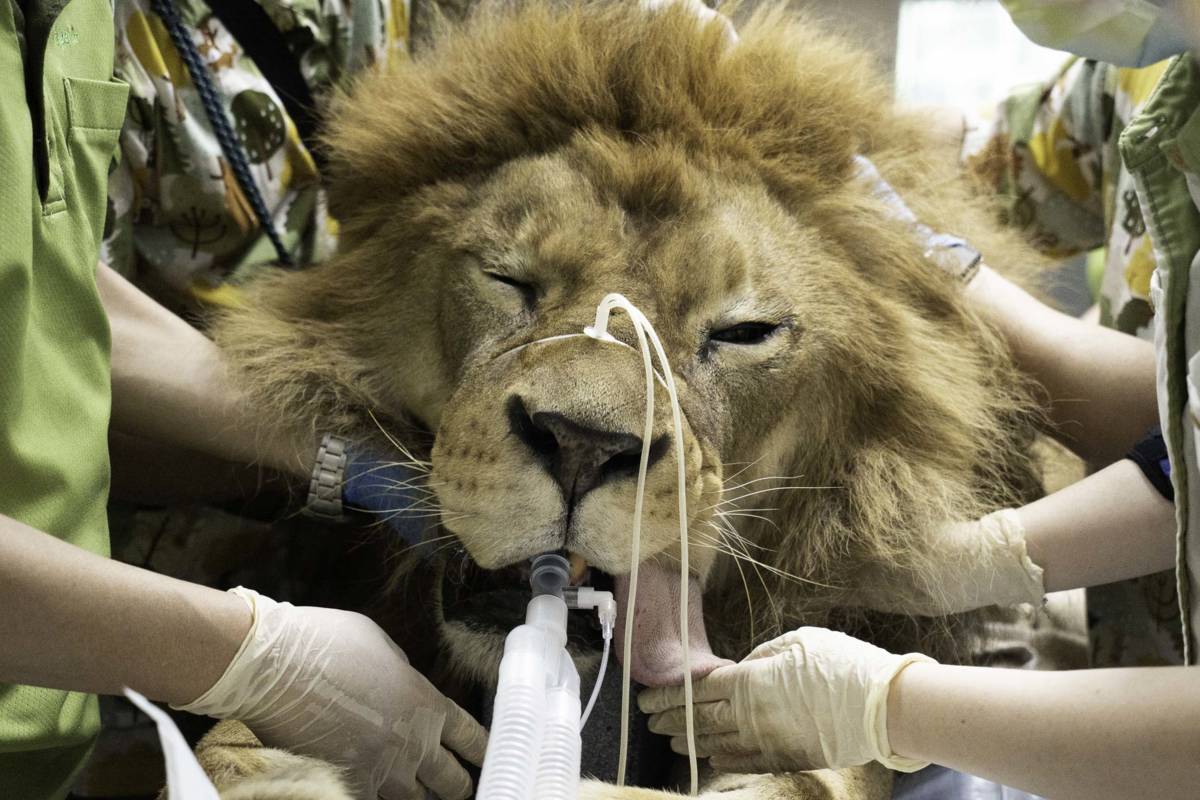 獸醫師麻醉非洲獅，將進行健檢(圖片提供:北市動物園)
