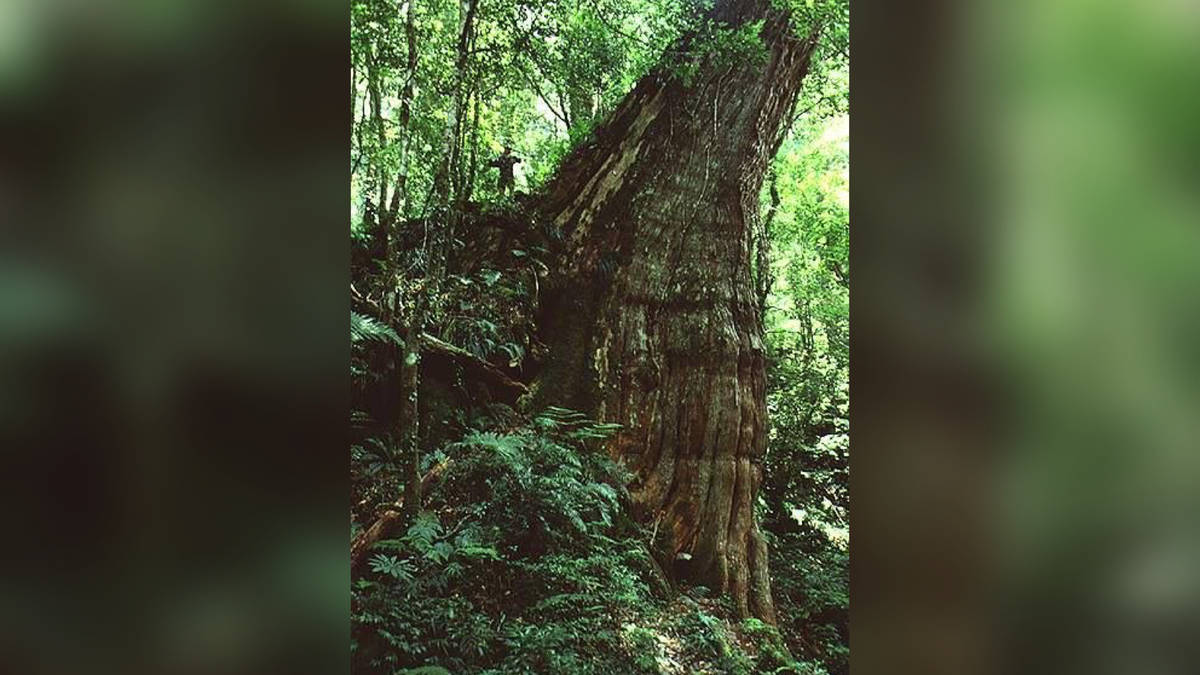 林笈克作為比例尺，紀錄司馬庫斯部落山上的巨木（圖片由林笈克提供）
