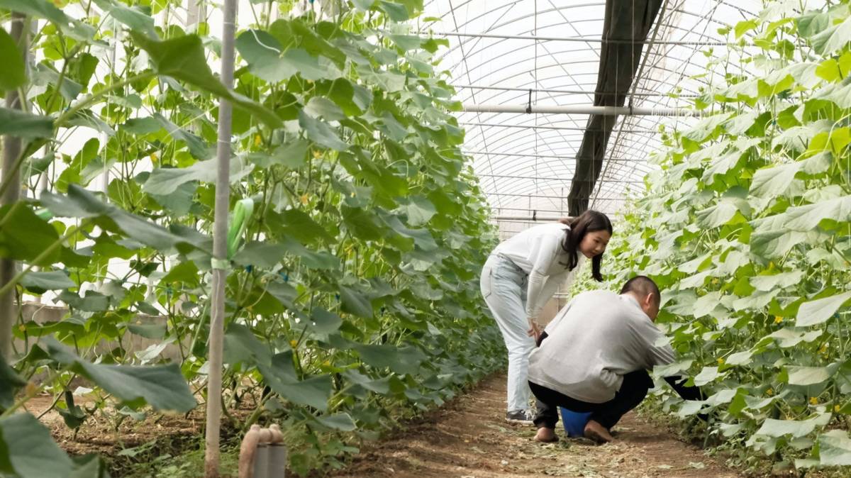 語晨非常投入每一次與長輩的接觸