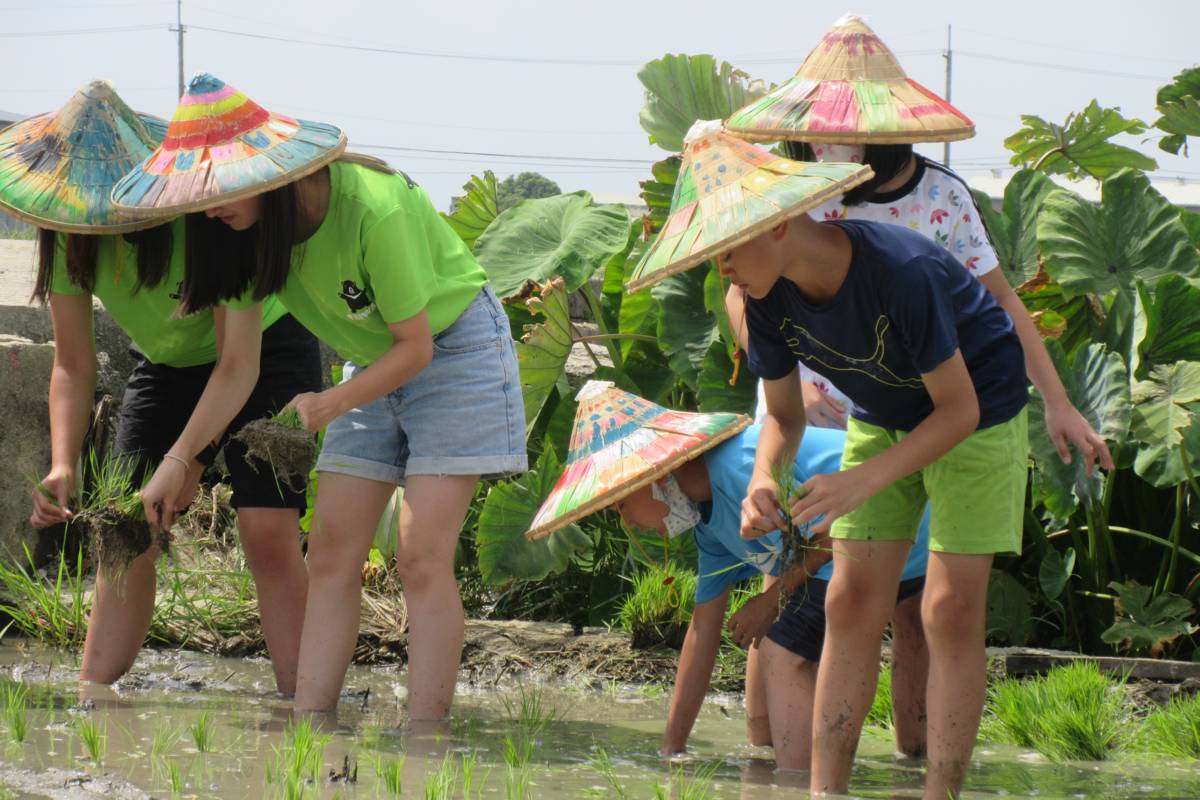 彰化縣文德國小每年帶領學生下山體驗插秧(圖片來源：文德國小提供)